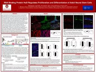 RNA Binding Protein HuD Regulates Proliferation and Differentiation of Adult Neural Stem Cells