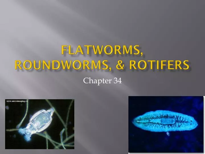 flatworms roundworms rotifers