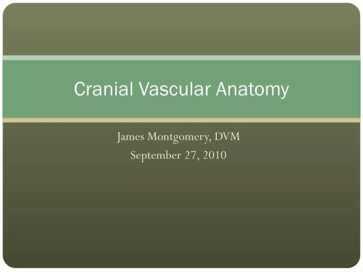 cranial vascular anatomy