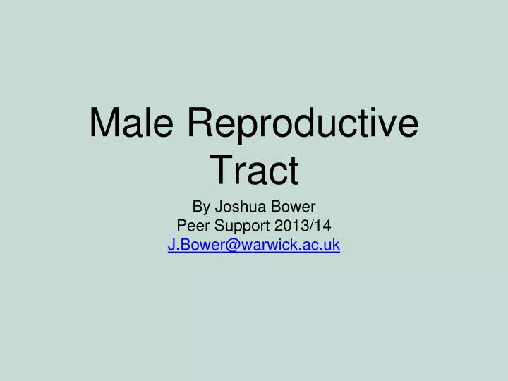 male reproductive tract