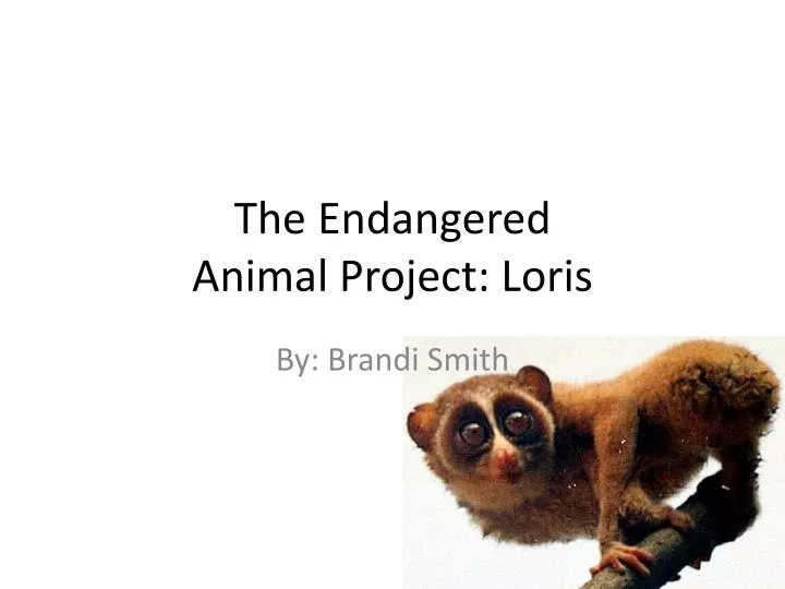 the endangered animal project loris