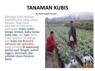 tanaman kubis