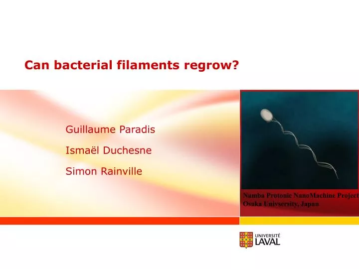 can bacterial filaments regrow
