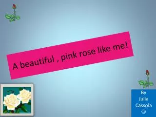 A beautiful , pink rose like me!