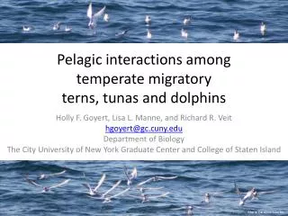 Pelagic interactions among temperate migratory terns , tunas and dolphins