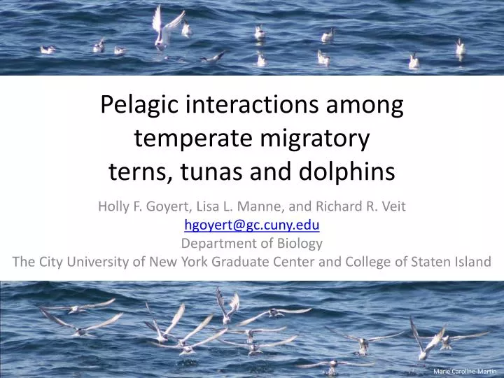 pelagic interactions among temperate migratory terns tunas and dolphins