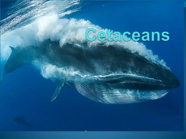 cetaceans