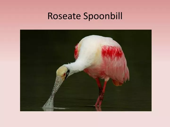 roseate spoonbill