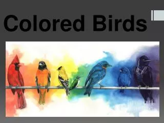 Colored Birds