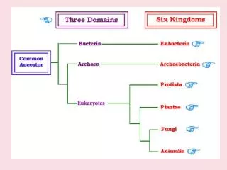 Mushrooms,molds , mildews yeast, rust, smuts Classified by reproductive structure