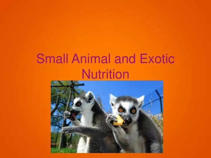 small animal and exotic nutrition