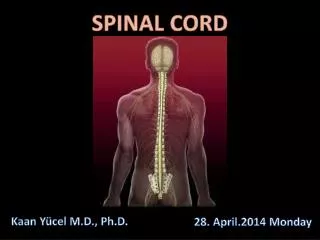 SPINAL CORD