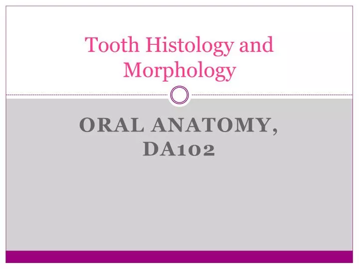 tooth histology and morphology