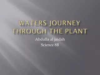Waters journey through the plant