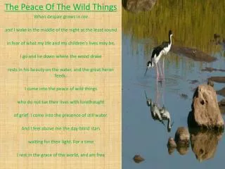 The Peace Of The Wild Things When despair grows in me