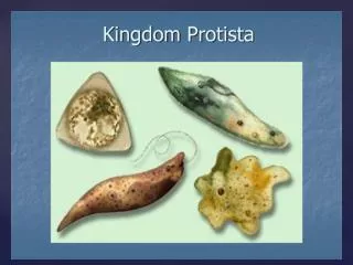 What are protists?