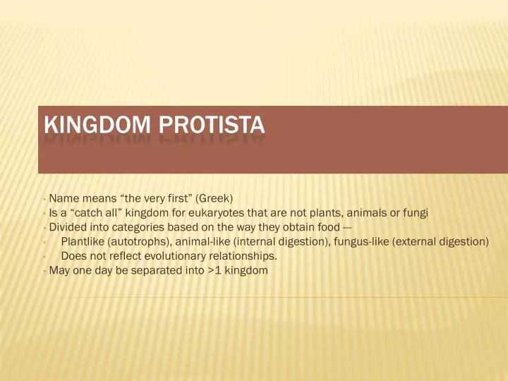 kingdom protista