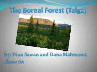 The Boreal Forest (Taiga)