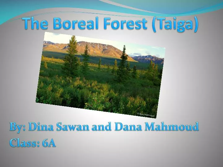the boreal forest taiga