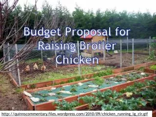 Budget Proposal for Raising Broiler Chicken