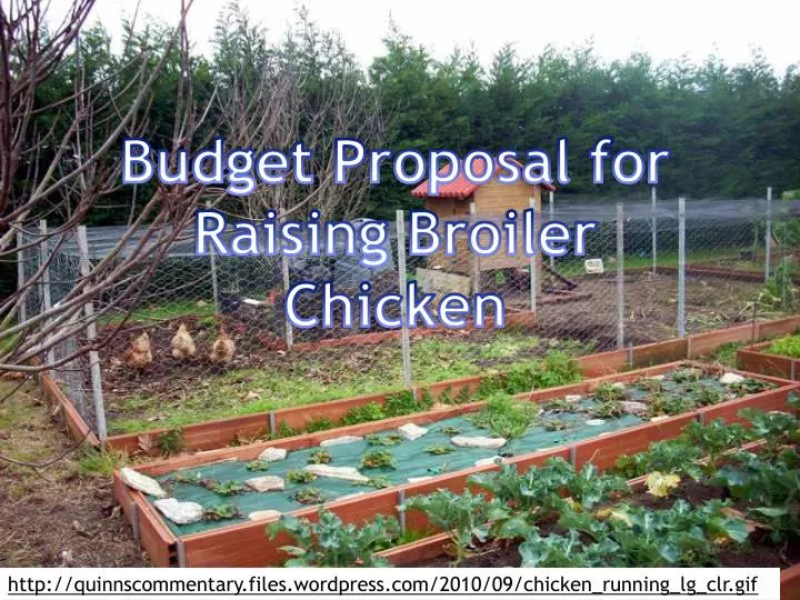 budget proposal for raising broiler chicken