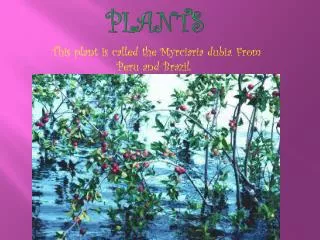 Plants