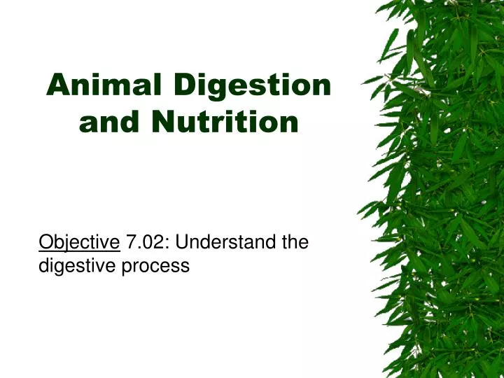 animal digestion and nutrition