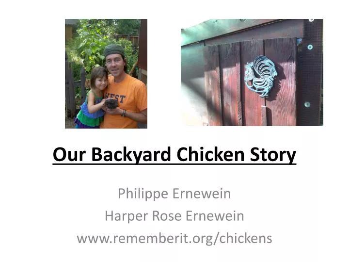 our backyard chicken story