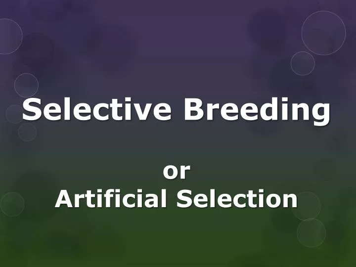 selective breeding