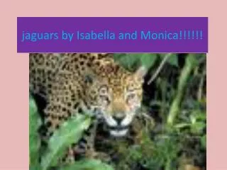 jaguars by Isabella and Monica!!!!!!