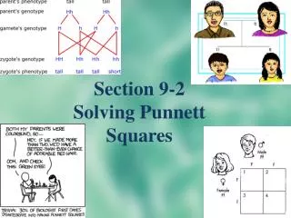 Section 9-2 Solving Punnett Squares