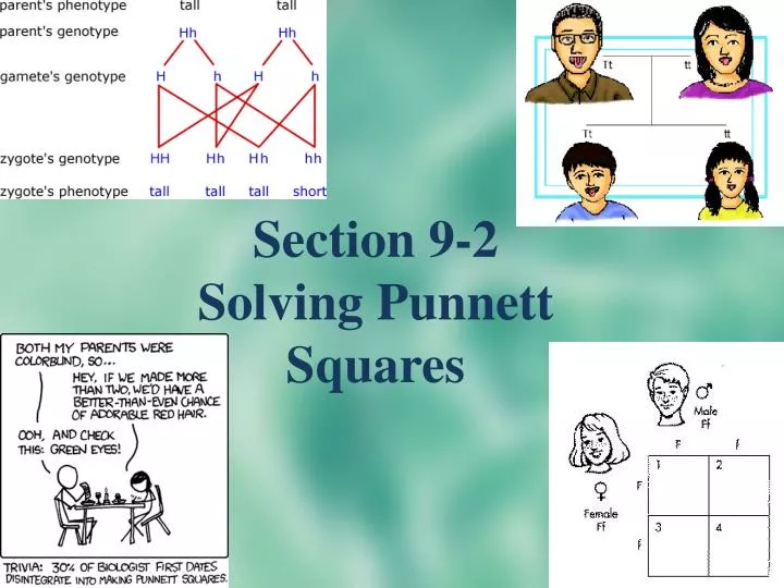 section 9 2 solving punnett squares