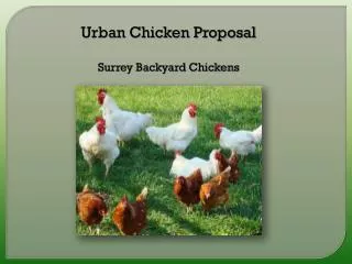 Urban Chicken Proposal Surrey Backyard Chickens