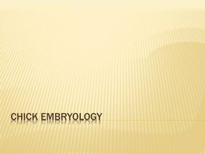 chick embryology