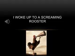 I woke up to a screaming rooster