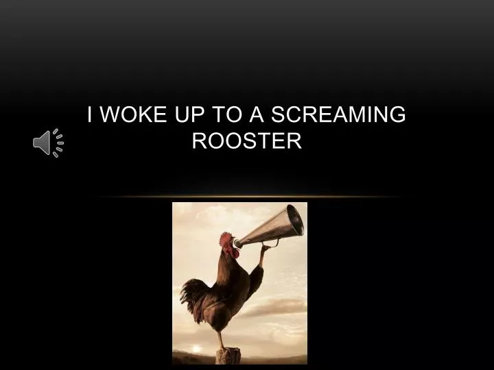 i woke up to a screaming rooster