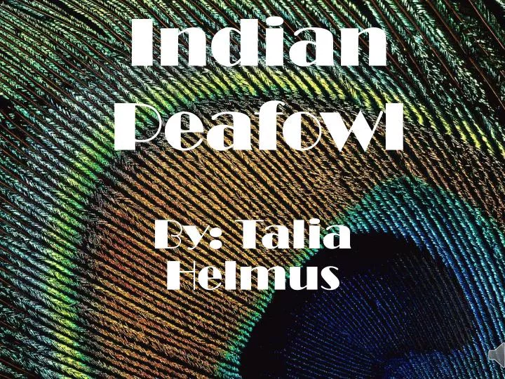 indian peafowl