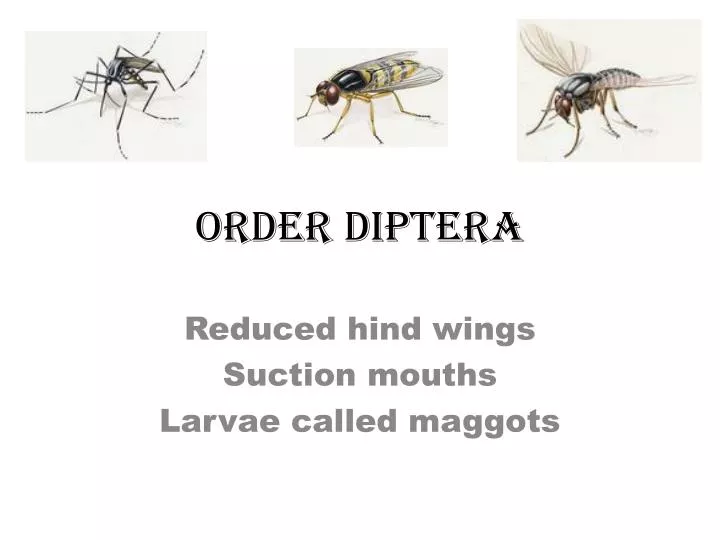 order diptera