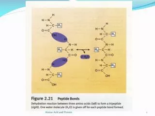 The portion of each amino acids remaining in the chain is called an amino acid residue