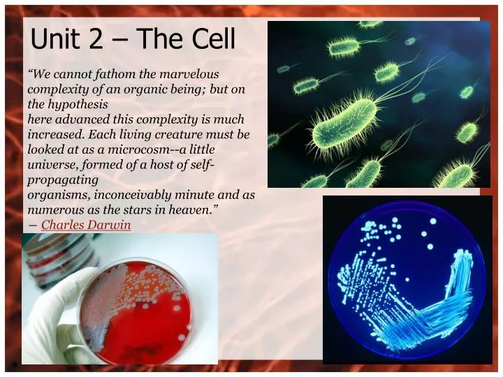 unit 2 the cell