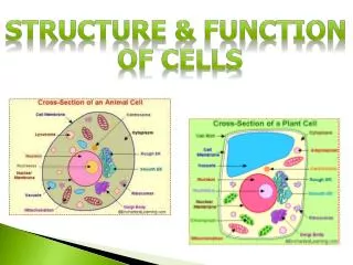 Structure &amp; Function of Cells