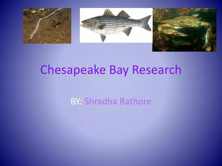 chesapeake bay research