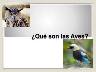qu son las aves