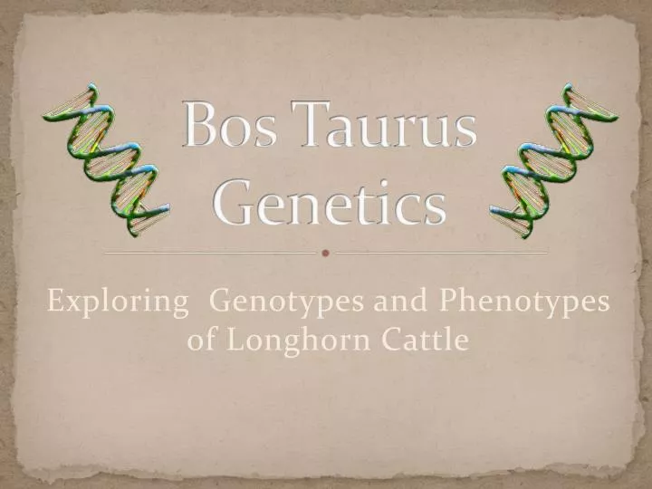 bos taurus genetics