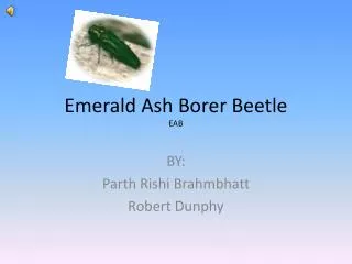 Emerald Ash Borer Beetle EAB