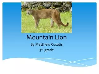 Mountain Lion By Matthew Cusatis 3 rd grade