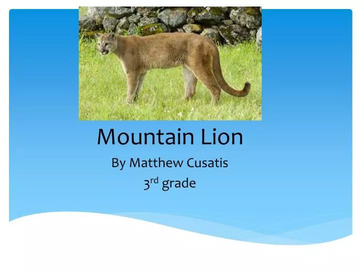 mountain lion by matthew cusatis 3 rd grade