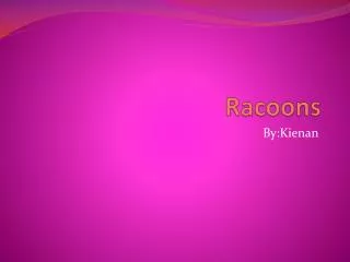 racoons