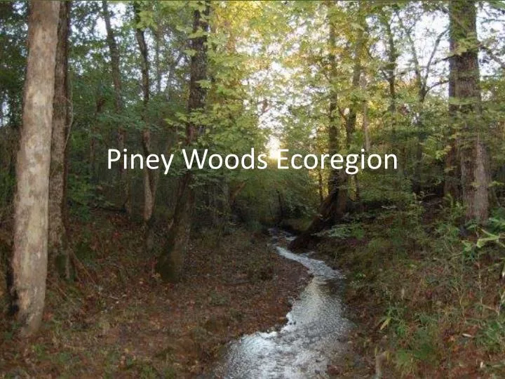 piney woods ecoregion