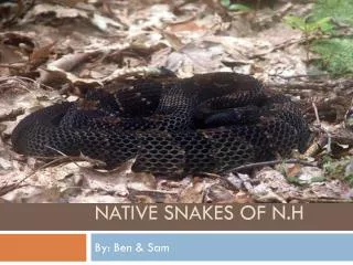 Native Snakes of N.H